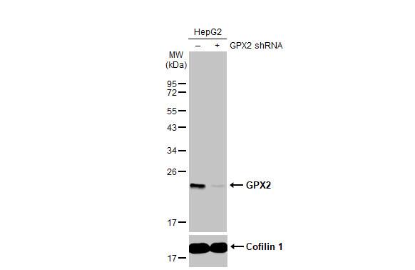 Glutathione Peroxidase 2/GPX2 Antibody