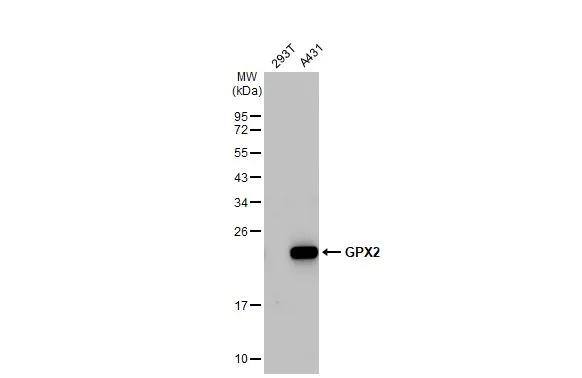 Glutathione Peroxidase 2/GPX2 Antibody - BSA Free