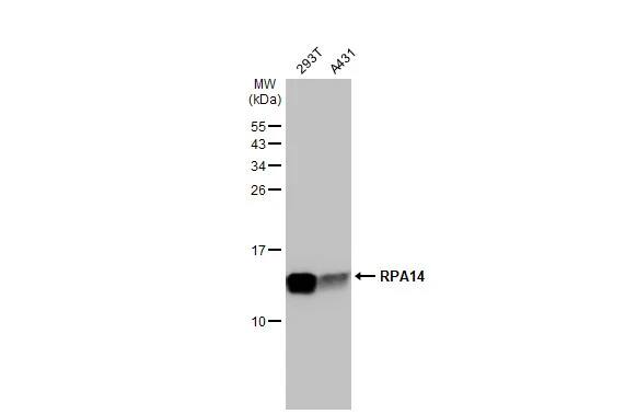 RPA14 Antibody