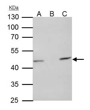 TUFM Antibody