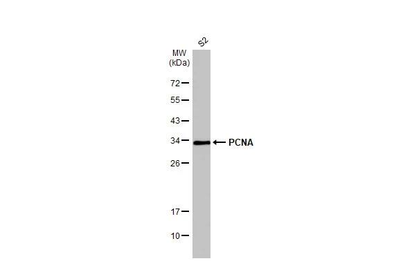 PCNA Antibody