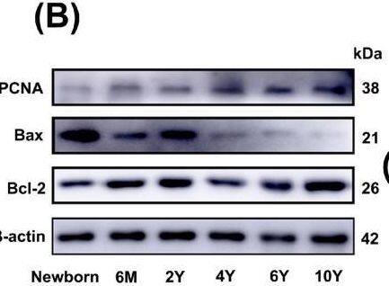 PCNA Antibody