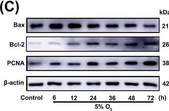 PCNA Antibody