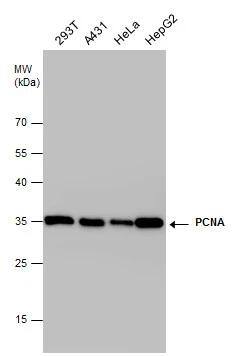 PCNA Antibody