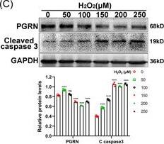 Granulin Antibody - BSA Free