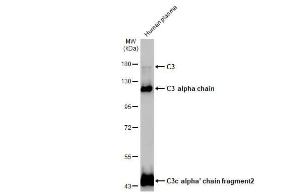 Complement C3 Antibody