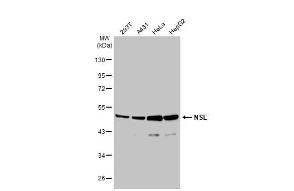Enolase 2/Neuron-specific Enolase Antibody