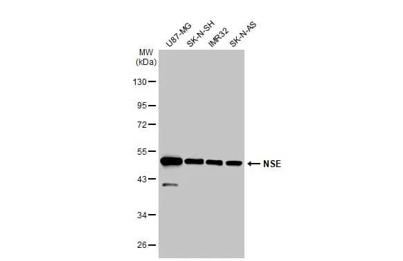Enolase 2/Neuron-specific Enolase Antibody