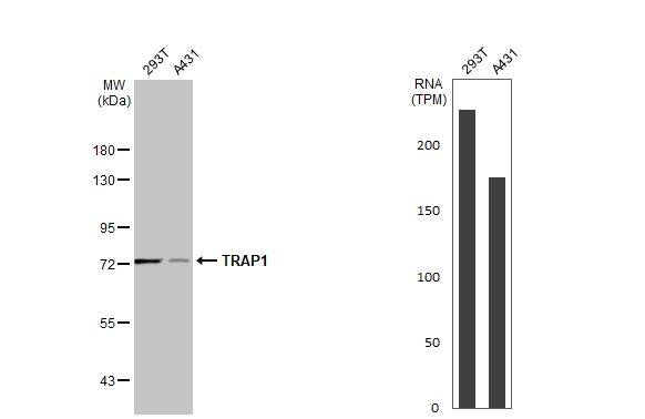 TRAP1 Antibody