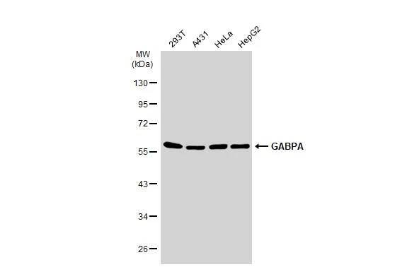 GABPA Antibody