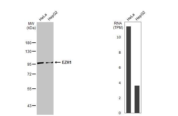 EZH1 Antibody