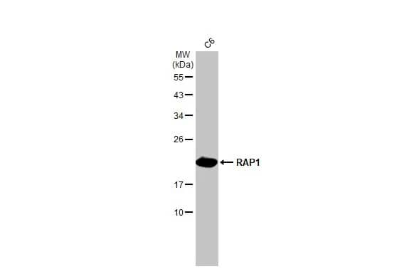 RAP1A Antibody