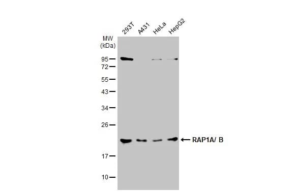 RAP1A Antibody