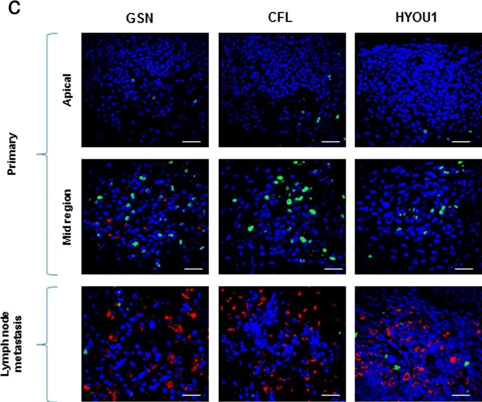 ORP150/HSP12A Antibody