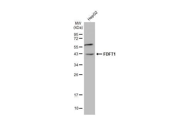 FDFT1 Antibody
