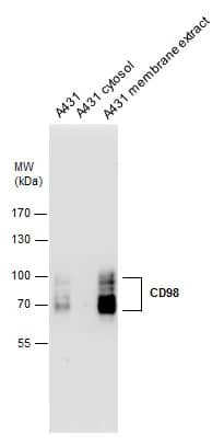 CD98 Antibody