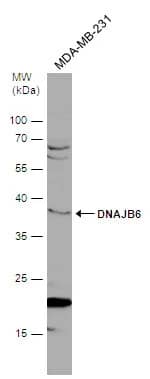 DNAJB6 Antibody