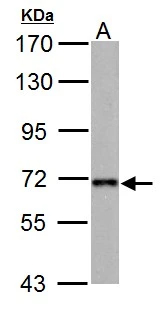 NUP62 Antibody