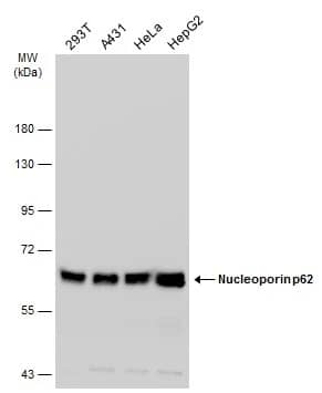 NUP62 Antibody