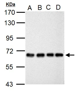 NUP62 Antibody