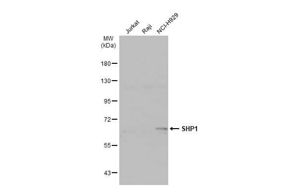 SHP-1 Antibody