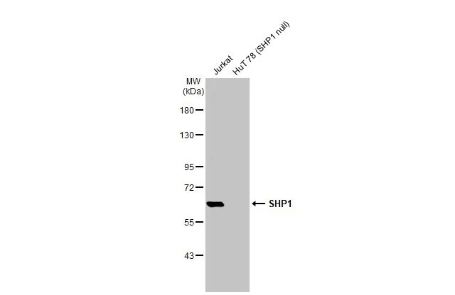 SHP-1 Antibody