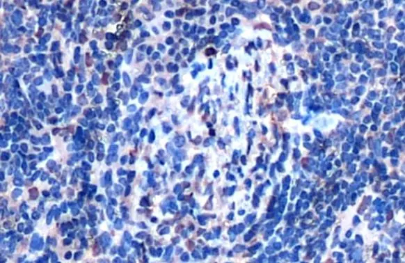 SHP-1 Antibody