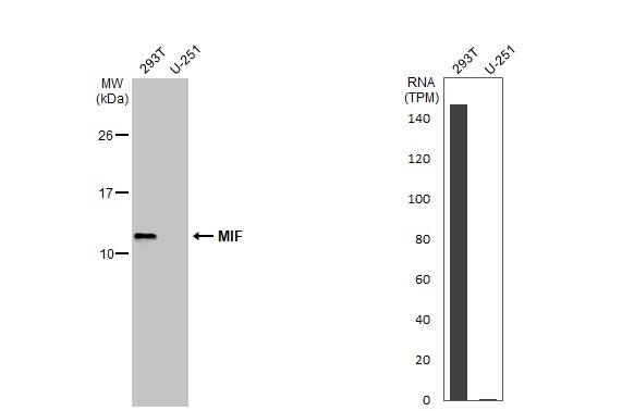 MIF Antibody - Azide Free