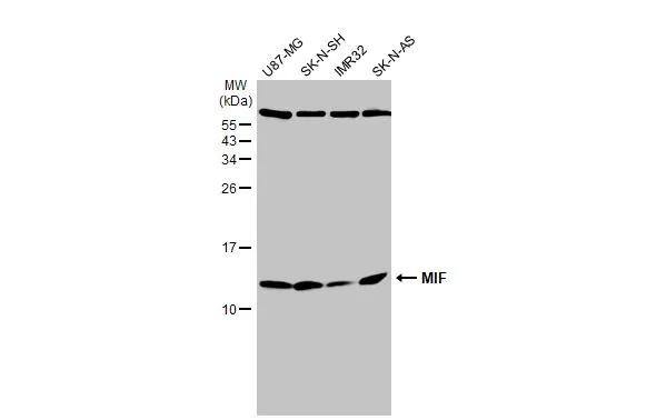 MIF Antibody - Azide Free