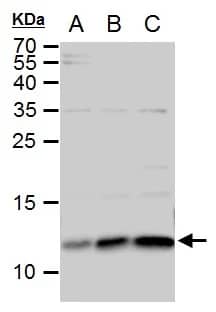 ERH Antibody