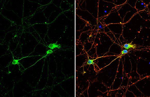 Tubulin Beta 4 Antibody - BSA Free
