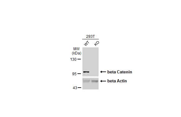 beta-Catenin Antibody