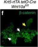 beta-Catenin Antibody