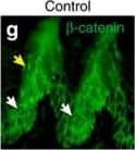 beta-Catenin Antibody