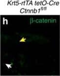 beta-Catenin Antibody