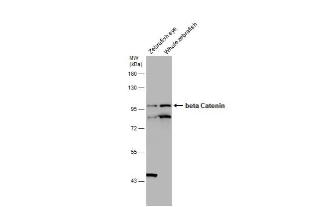 beta-Catenin Antibody