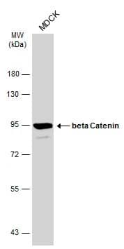 beta-Catenin Antibody
