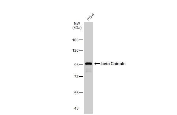 beta-Catenin Antibody