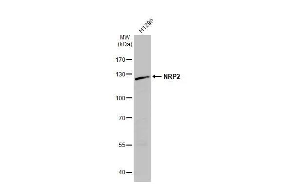 Neuropilin-2 Antibody