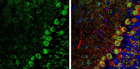 alpha-N-acetylglucosaminidase/NAGLU Antibody - BSA Free