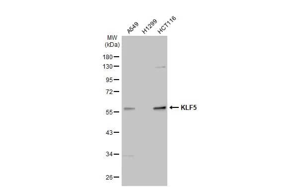 KLF5 Antibody