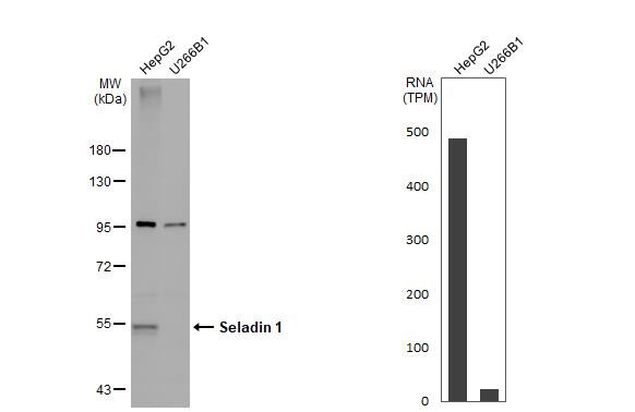 Seladin 1 Antibody - BSA Free