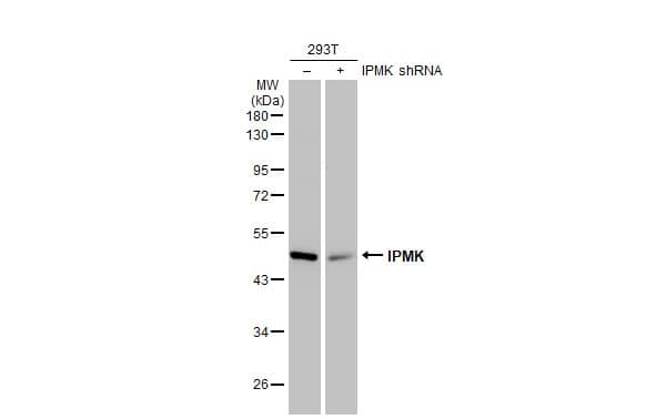 IPMK Antibody