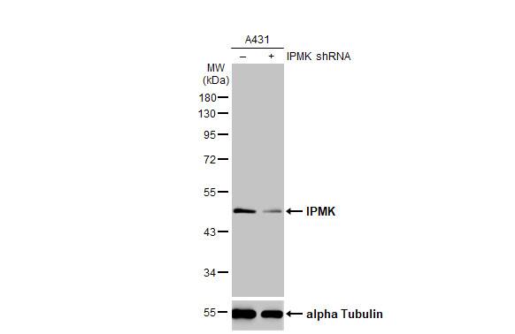 IPMK Antibody - BSA Free