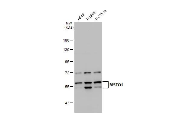 MSTO1 Antibody