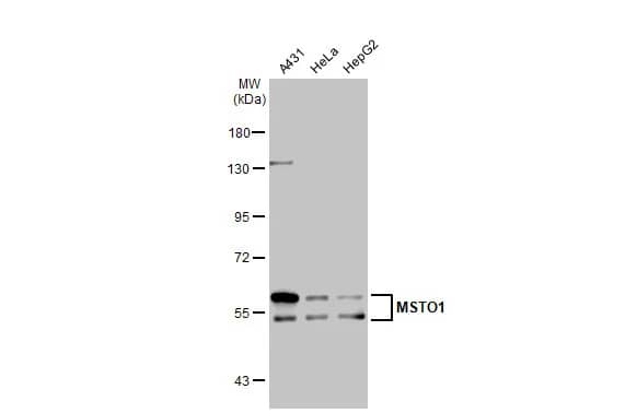 MSTO1 Antibody