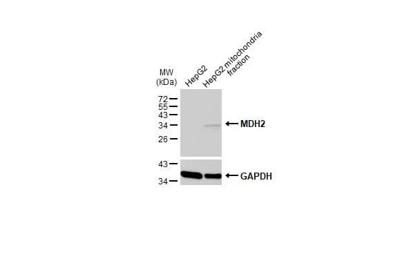 MDH2 Antibody