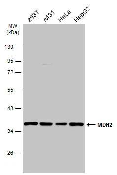 MDH2 Antibody