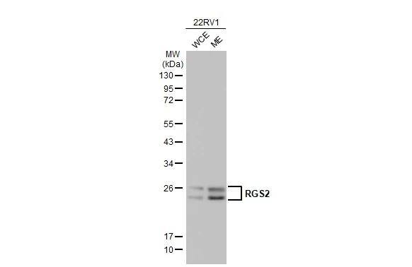 RGS2 Antibody - BSA Free