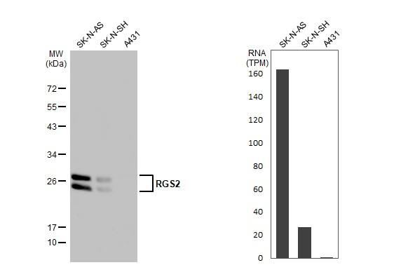 RGS2 Antibody - BSA Free